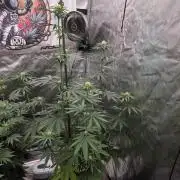 G.O.A.T Grow N Show