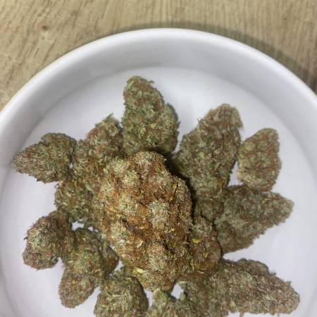Noob, 1st grow