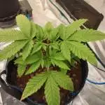 Bruce Banner #3 - First photos attempt