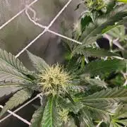 1st grow in over a year