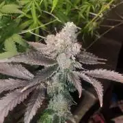 1st grow in over a year