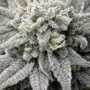 Nana Glue from Square One