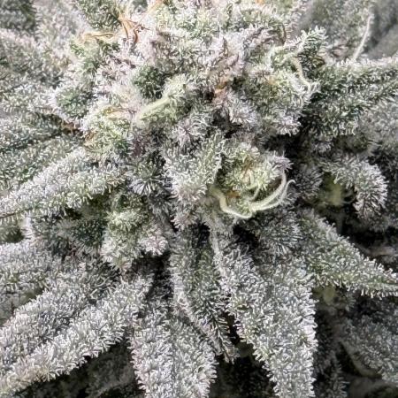 Nana Glue from Square One