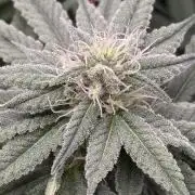 Nana Glue from Square One