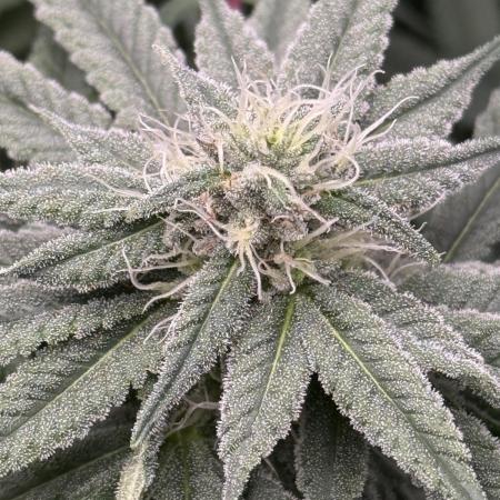 Nana Glue from Square One