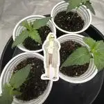 Nana Glue from Square One