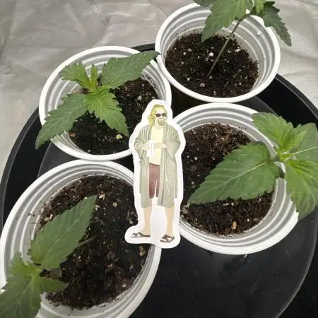 Nana Glue from Square One