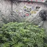 Nana Glue from Square One