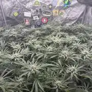 Nana Glue from Square One