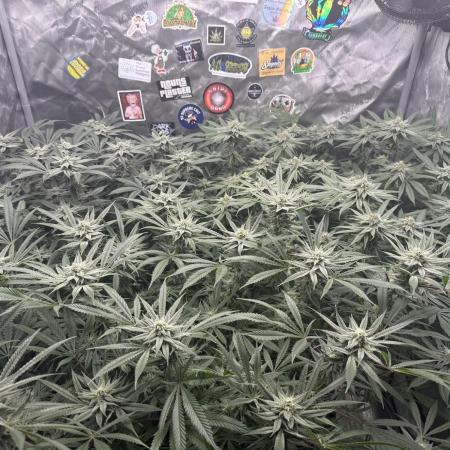 Nana Glue from Square One