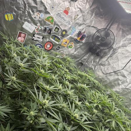 Nana Glue from Square One