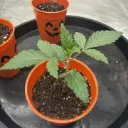 Brisker from Square One