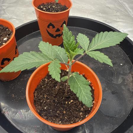 Brisker from Square One