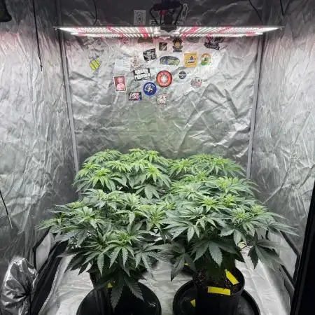 Nana Glue from Square One