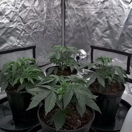 Nana Glue from Square One