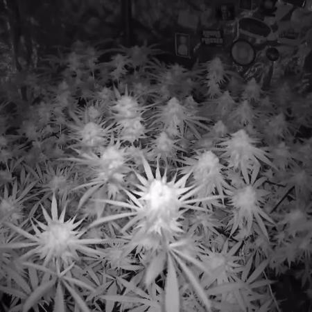 Nana Glue from Square One