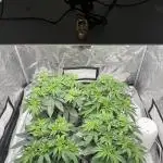 Nana Glue from Square One