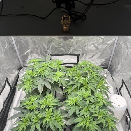 Nana Glue from Square One
