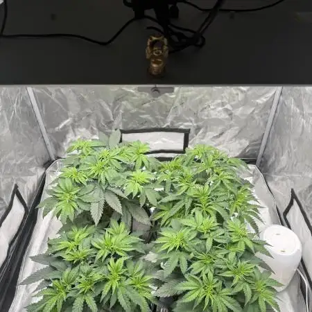 Nana Glue from Square One