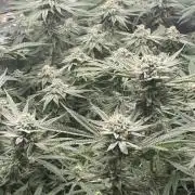 Nana Glue from Square One