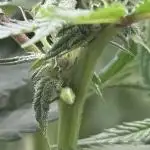 Nana Glue from Square One