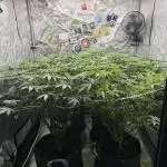 Nana Glue from Square One