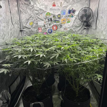 Nana Glue from Square One