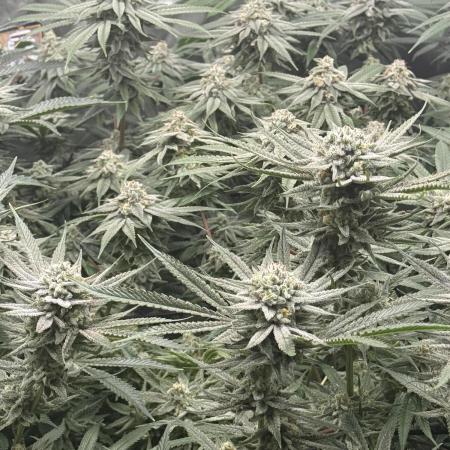 Nana Glue from Square One