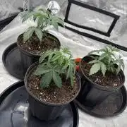 Brisker from Square One