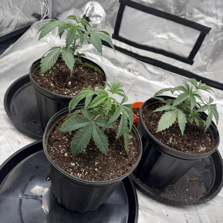 Brisker from Square One