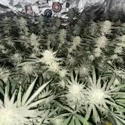 Nana Glue from Square One