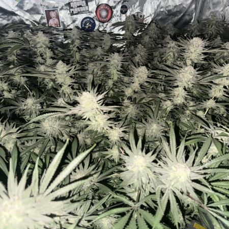 Nana Glue from Square One