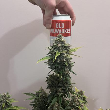 Autos