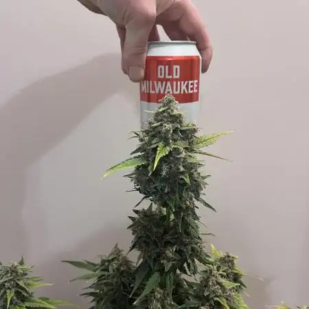 Autos