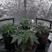 Nana Glue from Square One