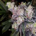 Firebudgenetics Zapped Cookies