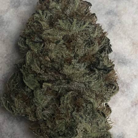 Sensi Star - Paradise Seeds