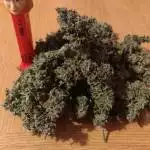 CBD Auto