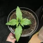 Sweet Seeds - Creame Mandarine Auto