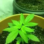 Skunk Indoor 
