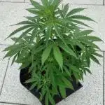 Divine Seeds Autoflowering Comp. vol.2