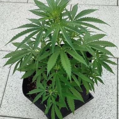Divine Seeds Autoflowering Comp. vol.2