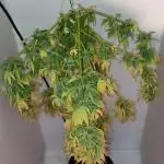 Auto Fractal Divine Seeds Comp. vol.2