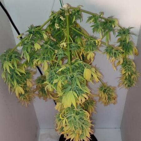 Auto Fractal Divine Seeds Comp. vol.2