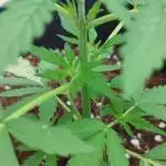 Divine Seeds Autoflowering Comp. vol.2