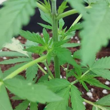 Divine Seeds Autoflowering Comp. vol.2