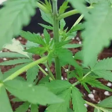 Divine Seeds Autoflowering Comp. vol.2