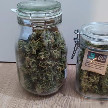 Auto Fractal Divine Seeds Comp. vol.2