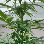 Divine Seeds Autoflowering Comp. vol.2