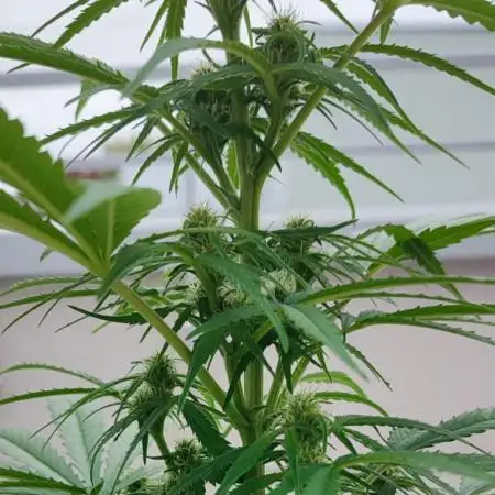 Divine Seeds Autoflowering Comp. vol.2